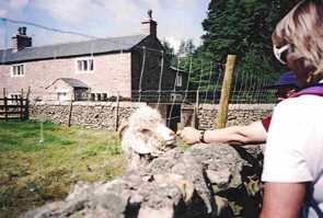 Jo makes friends with the local wildlife